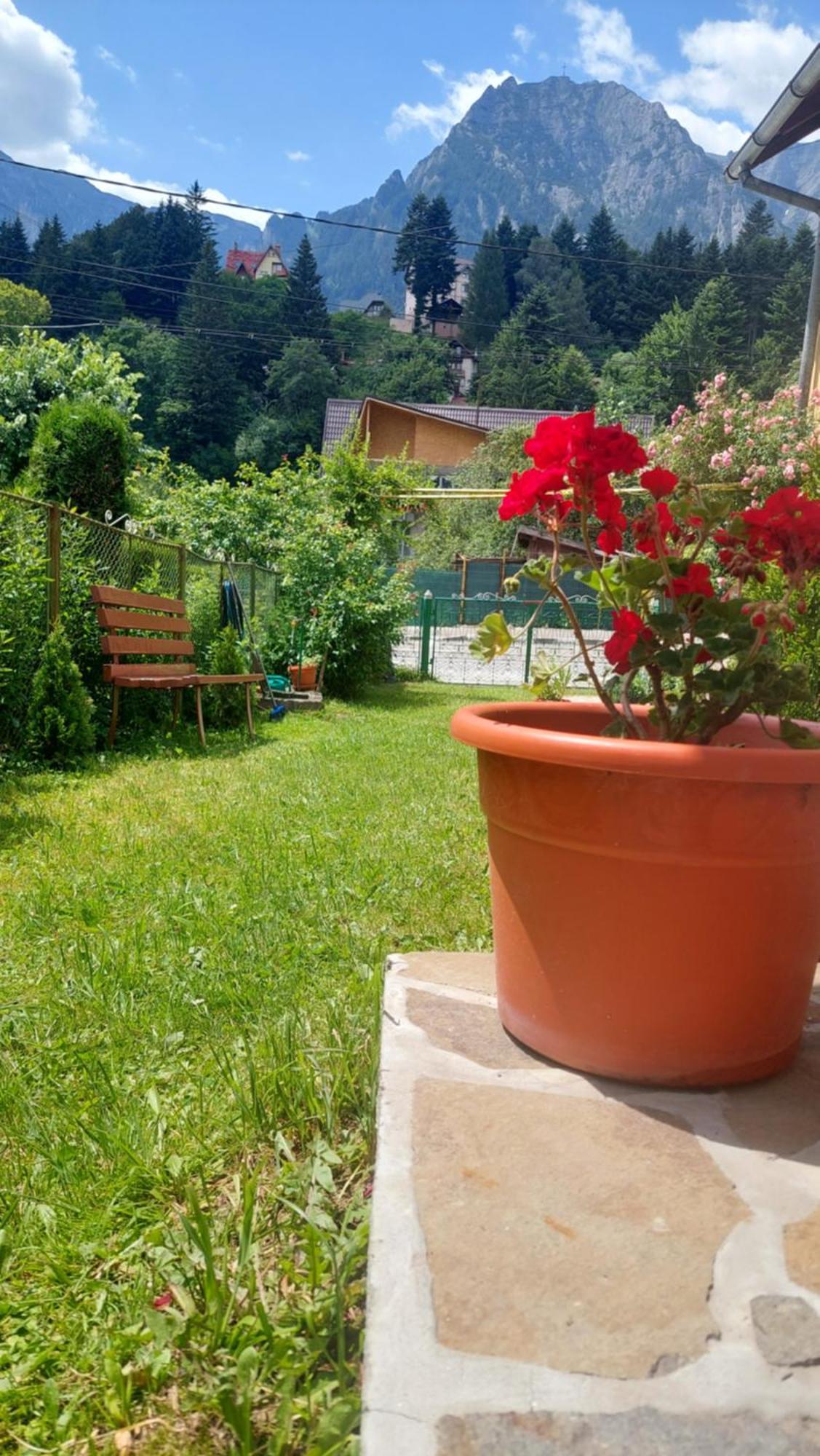 Casa Tex Villa Buşteni Exteriör bild
